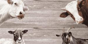 Tips Memilih Hewan Qurban