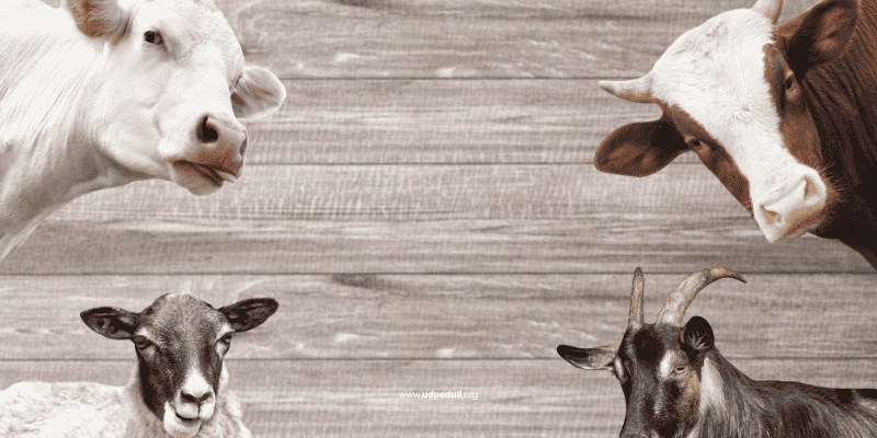 Tips Memilih Hewan Qurban