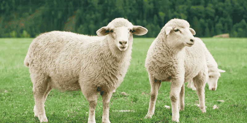 Hikmah Dalam Kegiatan Qurban