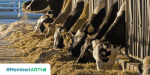 5 Keutamaan Berqurban Menurut Alquran dan Hadist