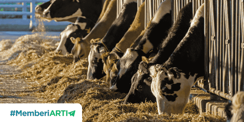 5 Keutamaan Berqurban Menurut Alquran dan Hadist
