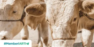 Mengenal Dekat Keutamaan Berqurban