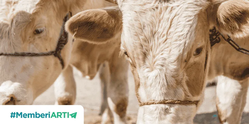 Mengenal Dekat Keutamaan Berqurban