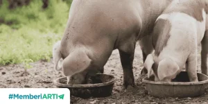 Dalil Makan Seperti Hewan Babi