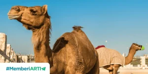 Fenomena Berqurban Dengan Unta dan Kerbau